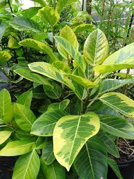 Image result for Ficus conraui