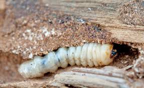 Holzwurmer Naturlich Bekampfen Holzwurm Holzwurmer Bekampfen Schadlinge