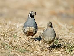 Image result for quail