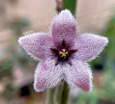 Image result for Kanahia laniflora