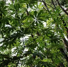 Image result for Manihot grahamii