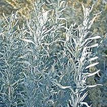 Amazon.com : Palm Beach Medicinal Herbs