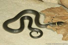 The ventral scales are tipped with black. Ring Necked Snake Diadophis Punctatus Indiana Herp Atlas