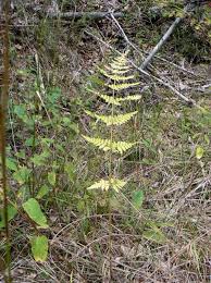 Image result for Dryopteris athamantica