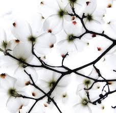 Maybe you would like to learn more about one of these? Untitled Beautiful Flowers Dogwood Flowers Dogwood Blossoms