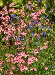 Image result for Anchusa capensis