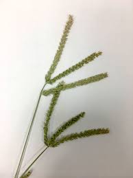 Image result for Daknopholis