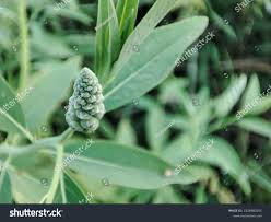 Image result for Sphenoclea