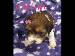 Home Carrara Pet Shop Carrara Home Carrara Pet Shop Carrara Home Carrara Pet Shop Carrara Shihtzu X Chihauhau Puppies For Puppies For Sale Puppies Animal Lover