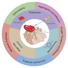 Image result for Hypoxis sp. A (as per FZ 12-3)