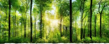 Kesi̇n i̇zi̇n için müracaat ederler. Orman Banyosu Doga Terapi Evi