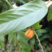 Image result for Trachyphrynium braunianum