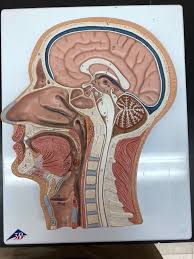 Practical 2 Cross Section Of Head And Neck Diagram Quizlet