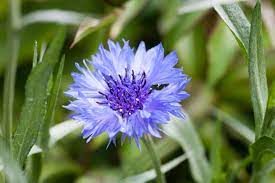 Les fleurs bleues features a hot tub and free private parking, and is within 0.8 miles of mottolino cable car and 2.2 miles of carosello cable car. Fleurs Bleues Liste Et Conseils