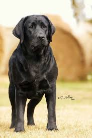 Irrestible Dog Ideas And Training Tips Black Labrador Retriever Labrador Retriever Labrador Retriever Dog