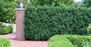 We really wanted to get a shade plant or shrub that would give us instant privacy so we bought a big one. Top 5 Plants For A Quick Privacy Screen My Garden Life