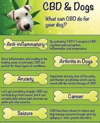 Learn about dosage guidelines and types of cbd products for your cat. 32 Cbd For Pet Seizures Ideas Cbd Oils For Dogs Seizures