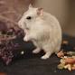 Heartstrings Presents - Stuart Little