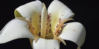 Image result for Rotala capensis