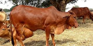 Công nghệ 11, Bò Lai Sind