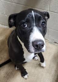 Volunteers for Greene County Animal Control TN