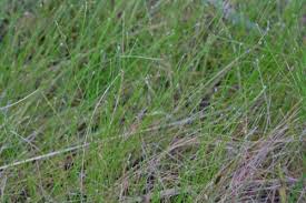 Image result for Eleocharis geniculata