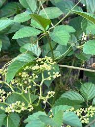 Image result for Cayratia