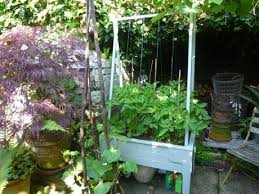 sparrow & finch tomato garden review