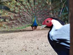 Janda baik bentong, pahang malaysia. Happy Paradise We Are A Homestay Of 5 Acres Land With Facebook