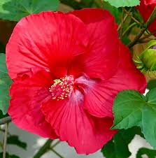 Image result for Hibiscus fuscus