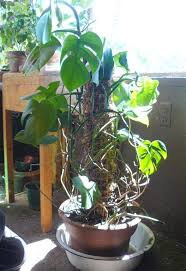 Maybe you would like to learn more about one of these? Make Your Own Moss Pole Plants Vertical Vegetable Garden Moss Pole