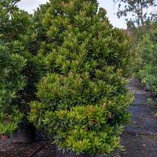 Upright in shape and easily trainable as a column, dwarf japanese blueberry tree is adaptable and easy to maintain. Shrub Gateway Gardens