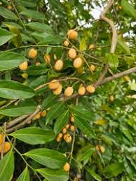 Image result for Opilia amentacea