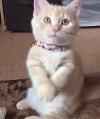 We did not find results for: Please Sir May I Have Some More Gif On Imgur