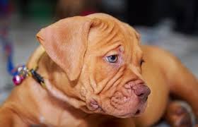 Looking for pitbull puppies for sale? Pitbull Names 250 Perfect Popular Names We Love For Pitbulls All Things Dogs All Things Dogs