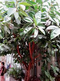 Image result for Ficus elastica
