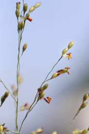 Image result for Panicum schinzii