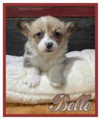 Directory of ohio dog breeders with puppies for sale or dogs for adoption. Pembroke Welsh Corgi Puppies For Sale In Oh Lancaster Puppies