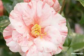 Camellia Japonica Flower How To Plant Care For Different Varieties Plantopedia