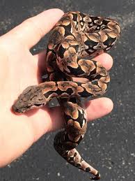 Little Baby Female Dumeril Boa Born At Reptile Rapture Pet Snake Boa Constrictor Cute Snake