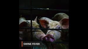 As of july 1, the philippine swine herd was estimated at 12.7 million heads, including about 8 million pigs in backyard farms and 4.7 million in commercial farms, according to government data. African Swine Fever Now In Philippines Youtube