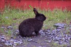They also give you the option to change the coverage, deductibles, and reimbursement percent for the accident & illness plan, but to a more limited extent than the other companies. Alaska Rabbit Breed Information And Pictures Petguide Com