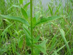 Image result for Lythrum