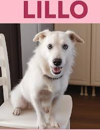 Cucciolo Benjamin cane a Pavia in Regalo