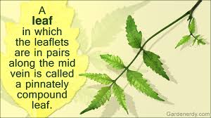 Compound Leaf Identification