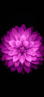 Iphone wallpaper >lotus elise blog</a> Ac98 Wallpaper Apple Red Lotus Iphone6 Plus Ios8 Flower Wallpaper