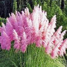 Different Colors Of Pampas Grass Cortaderia Selloana 100 Etsy Pink Pampas Grass Pampas Grass Seed Cortaderia Selloana