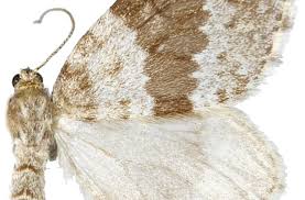 Image result for Entephria caesiata