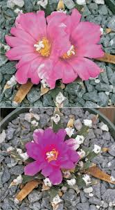 There are only a few fish in the pond. Home Grown