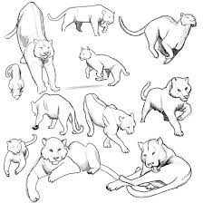 Four Cat Poses Animal Drawings Cat Pose Art Reference Poses